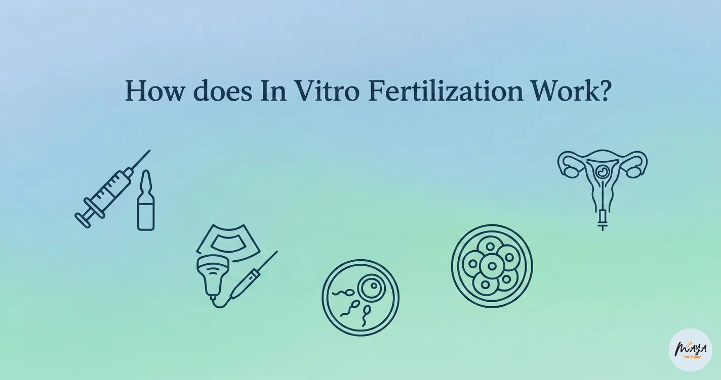 IVF fertilization outside the body